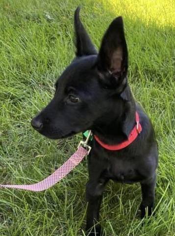 Stefan, adopted