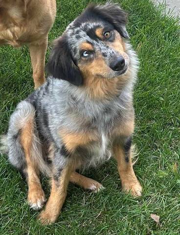 Indi, adopted