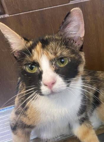 Autumn, adopted
