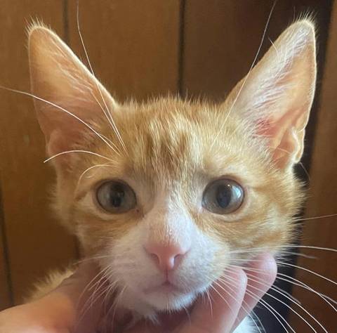 Birch, adopted