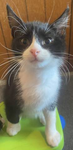 Ash, adopted