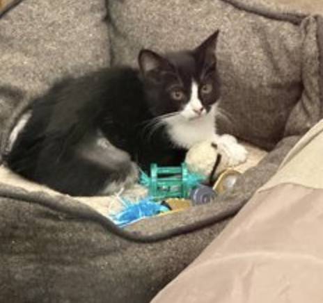 Cider, adopted