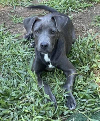 Suzie, adopted