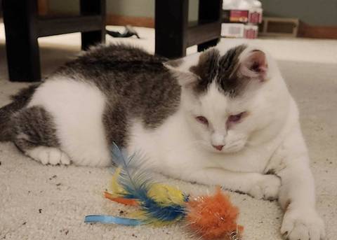 Willa, adopted