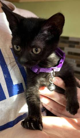 Piper, adopted