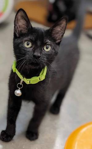 Lark (Neon Yellow Collar), adopted