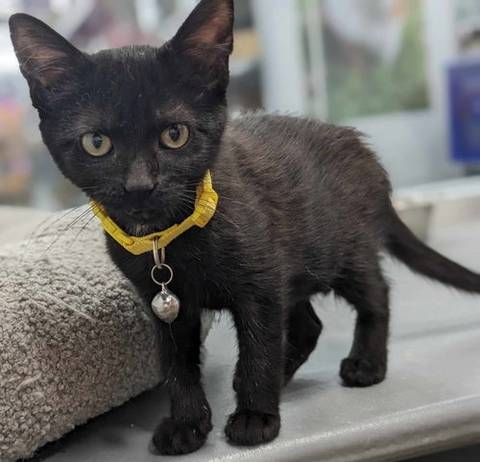Marie (Yellow Collar), adopted