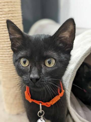 Dutchess, adopted