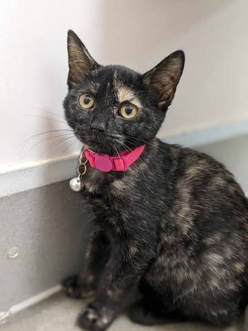 Wren, adopted