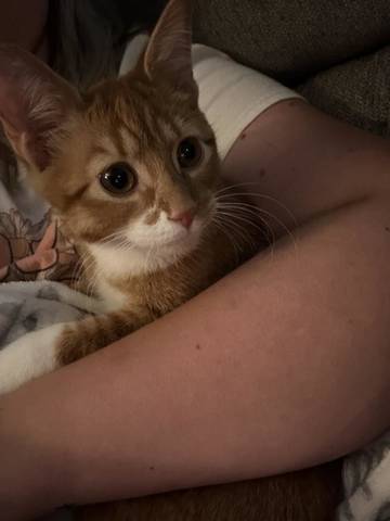 Simba, adopted