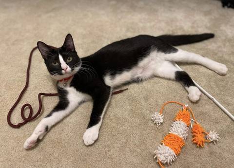 Maple, adopted