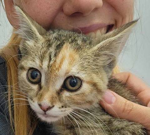 Juniper, adopted