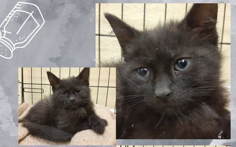 Pepper, adopted