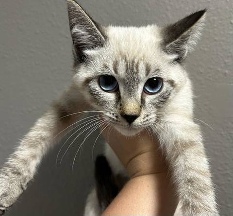 Salt, adopted