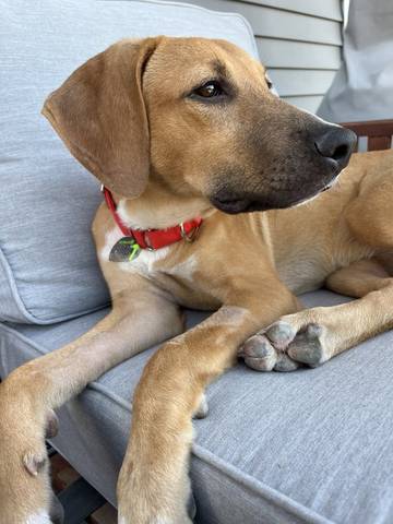 Jules, adopted