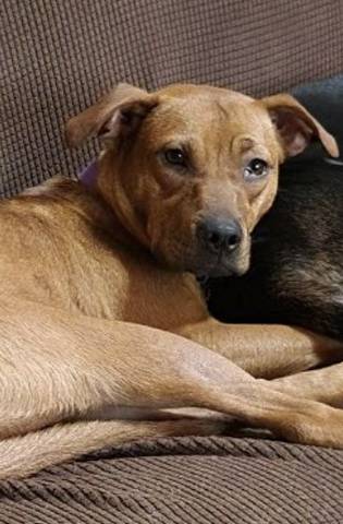 Tulip, adopted