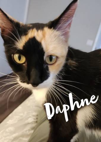 Daphne, adopted