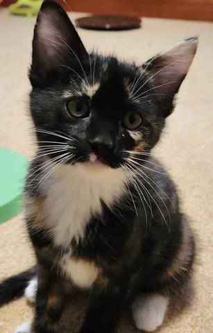 Tansy, adopted