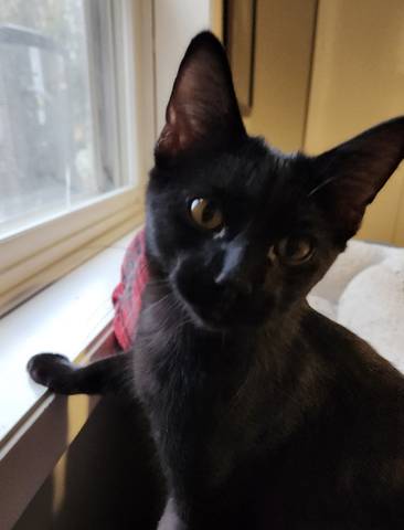 Charlie, adopted
