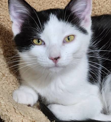 Olive, adopted