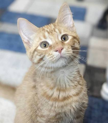 Oh, adopted