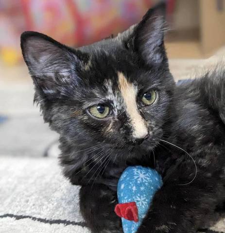 Tee, adopted