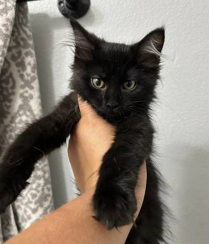 Bee, adopted