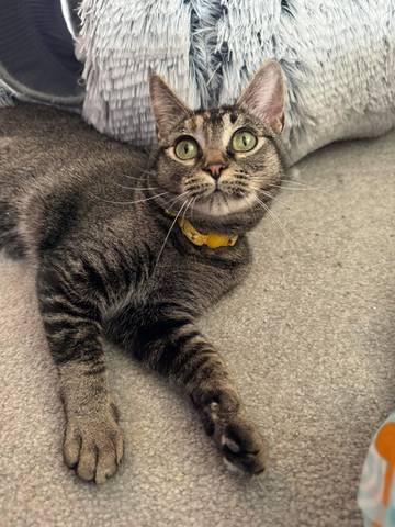 Sandra, adopted