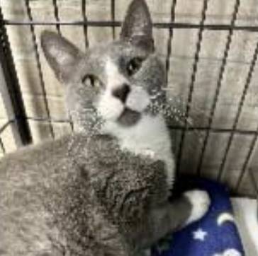 Olive, adopted