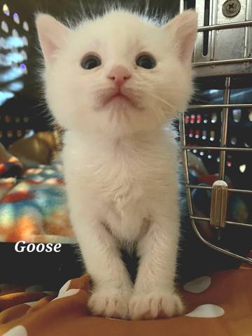 Goose, adopted