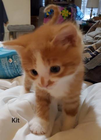 Kit, adopted