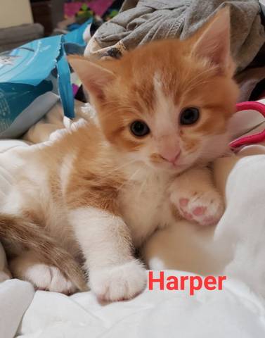 Harper, adopted