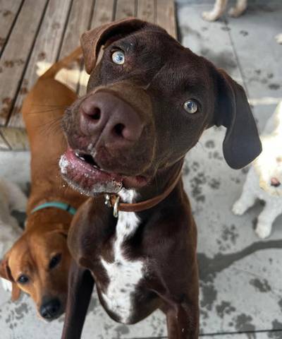 Spanx, adopted
