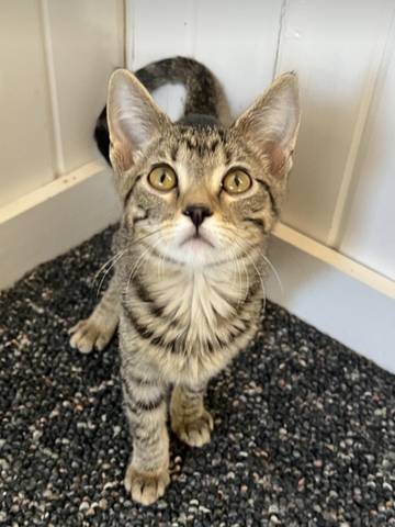 Tesla, adopted