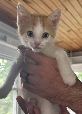 Spice, adopted