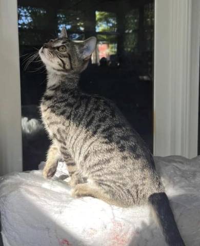 Dierks, adopted