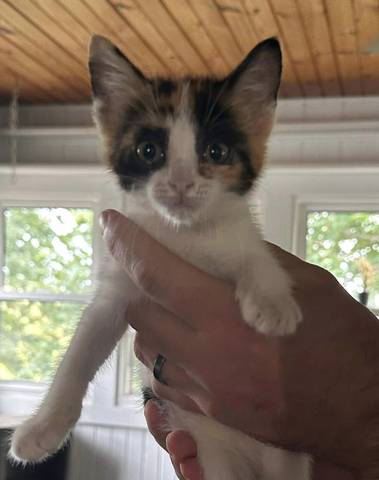 Lola, adopted