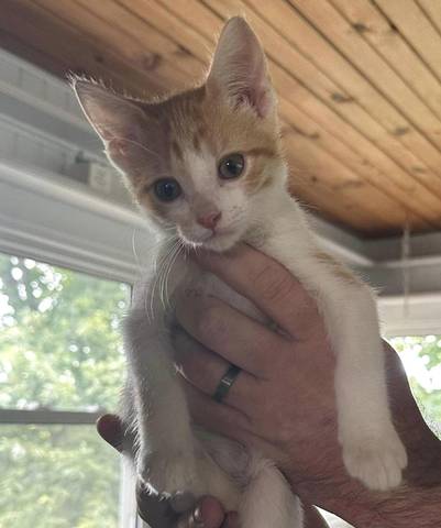 Punkin, adopted