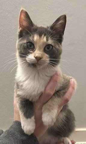 Oakley, adopted