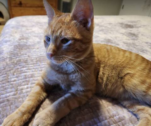 Peanut, adopted