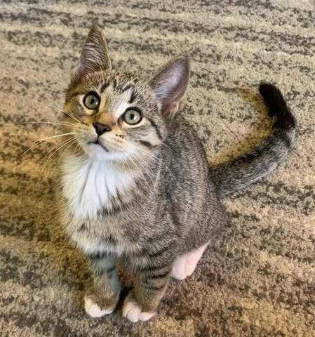 Rocco, adopted
