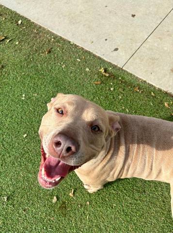 Eve, adopted