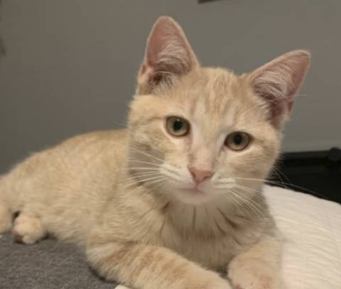 Teddy, adopted