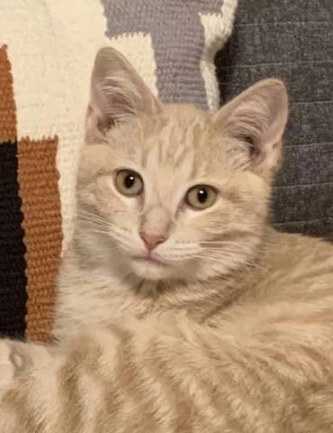 Sunny, adopted