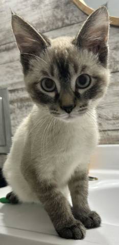 Zume/Dash, adopted