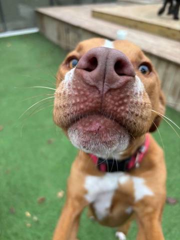 Kiwi, adopted