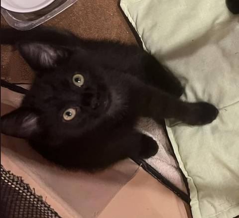 Charlie Brown, adopted