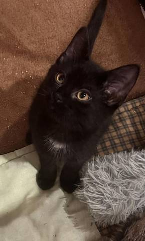Linus, adopted