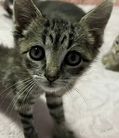 Frito, adopted