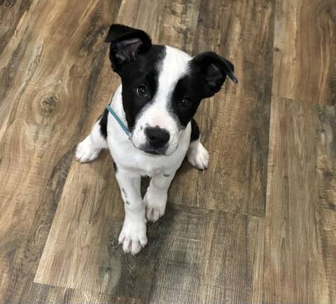 Apollo, adopted